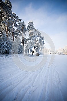 Nature scene in winter