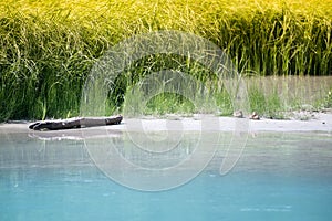 Nature scenery with baby ducks on sandbank