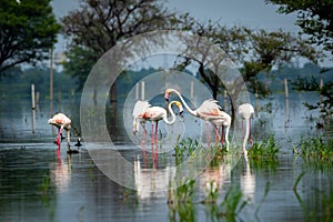 Nature scenery or natural painting by Greater flamingo flock or flamingos family during winter migration at Keoladeo National Park