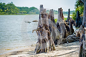 Nature scenes around hunting island south carolina