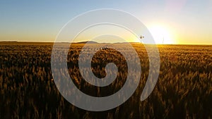 Nature Scenic Landscape Wheat field farming sunset