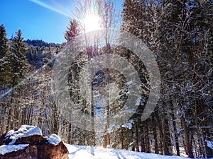 Nature Scenics Winter Forest with Rock