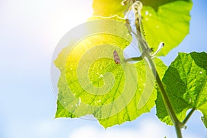 Nature Science and Ecology. Closeup green leaf texture with chlorophyll and process of photosynthesis photo