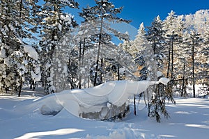 The nature sculpture snow on the winter forest photo
