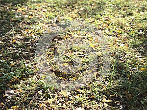 Nature season outdoor vibe. Water drops on green grass field covered with dry yellowish foliage, brown stems, stalks.