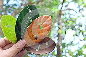 Nature, seasonal and timeless music concept. Hand holding leaves with musical notes cutout for album cover in natural background.