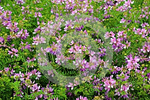 In nature, Securigera varia grows in herbs