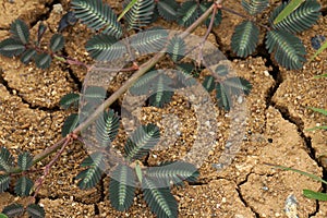 Nature Sensitive plant, sleepy plant , the touch-me-not or Mimosa pudica plant on  Dry soil land and cracked ground texture backgr