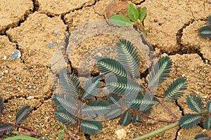 Nature Sensitive plant, sleepy plant , the touch-me-not or Mimosa pudica plant on  Dry soil land and cracked ground texture backgr