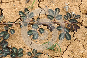 Nature Sensitive plant, sleepy plant , the touch-me-not or Mimosa pudica plant on  Dry soil land and cracked ground texture backgr