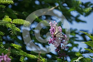 Nature setting with wild flowers and butterfly