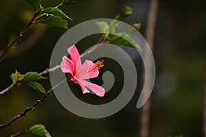 Nature shots beauty hibiscus