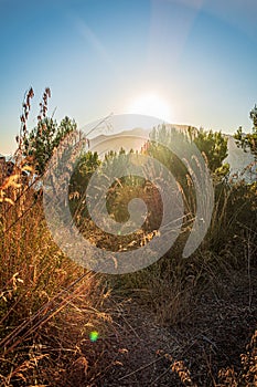 Nature of the sierra de tramuntana, mallorca, spain photo