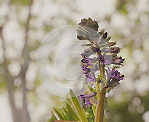 Nature simple things