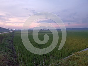 Nature sky field grass sunset rain gradation ricefield farm farmer