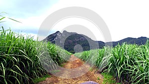 NATURE & SKY . grass , road , hills & morning light`s .