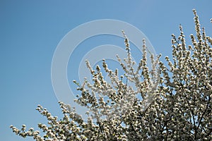 Nature sky tree flower spring season outdoor