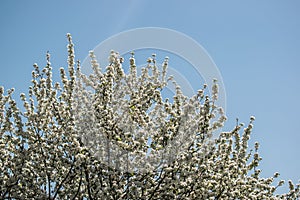 Nature sky tree flower spring season outdoor blue beauty