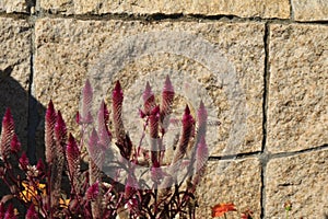 Nature with small plant and a Rockwall background