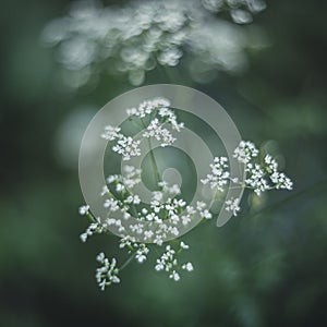 Nature small plants macro background