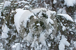 nature and snow, evergreen tree