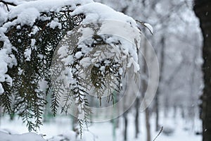 nature and snow, tree