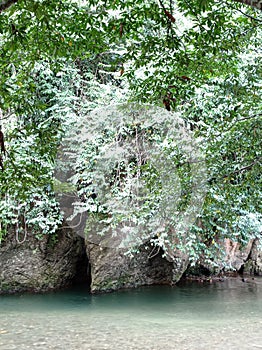 river flow in the middle of the forest with clear water