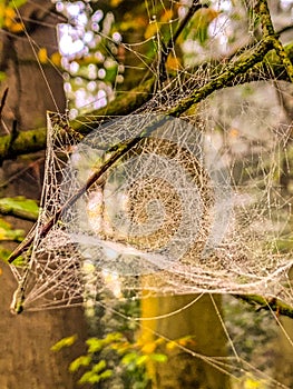 Nature. spider webs close up