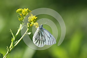 Nature in spring