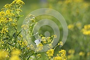 Nature in spring