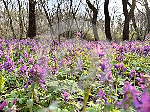 nature in spring