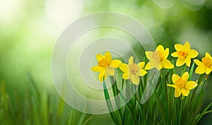 Nature Spring Background with blooming daffodil flowers