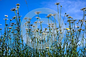 Nature spring background with blossom of white daisies flowers and blue sky