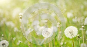 Nature Spring Background with white fluffy dandelion flowers.