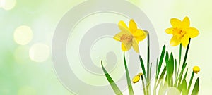 Nature spring background with Yellow daffodils flowers