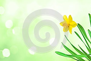 Nature spring background with Yellow flowers daffodils