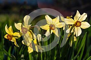 Nature spring background with yellow flowers, daffodils grow in the garden. Morning light. Spring in the garden, Easter.