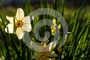 Nature spring background with yellow flowers, daffodils grow in the garden. Morning light. Spring in the garden, Easter.