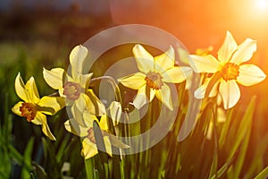 Nature spring background with yellow flowers, daffodils grow in the garden. Morning light. Spring in the garden, Easter.