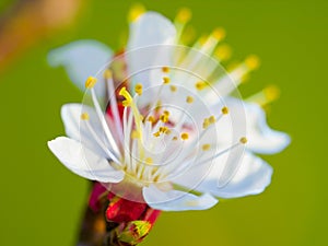 Nature, spring and beauty, a plum tree blossom closeup, petals and stamen with green background. Garden, flowers and