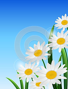 Nature spring daisy flower on blue sky background