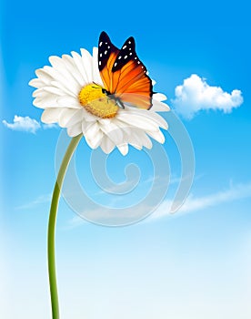 Nature spring daisy flower with butterfly.