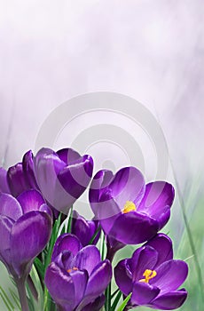 Nature Spring Floral mockup with purple crocus flowers