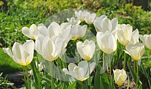 Nature, spring and flowers in field with natural landscape, morning blossom and floral zen. Growth, peace and yellow