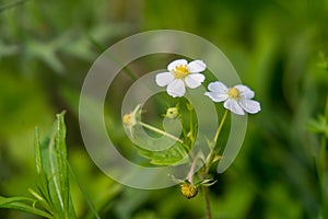 nature spring grass background texture.