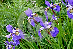 Nature, spring and iris in floral field with natural landscape, morning blossom and calm zen. Growth, peace and purple