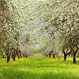 Nature Spring Landscape with blossoming Apple garden