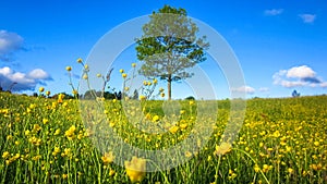 Nature Spring Landscape with A Field of Wild Yellow Buttercup Flowers, A Lone Tree and Scattered White Clouds in The Blue Sky