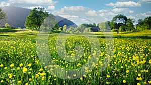 Nature Spring Landscape with A Field of Wild Yellow Buttercups, Green Trees and White Clouds in Blue Sky