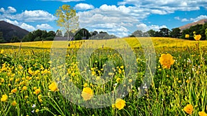 Nature Spring Landscape with A Field of Wild Yellow Buttercups, Green Trees and White Clouds in Blue Sky